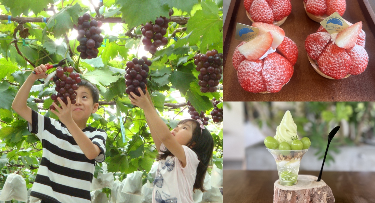 画像：家族で楽しむ夏のフルーツ狩り