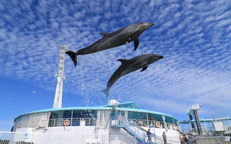 画像：天草パールガーデン＆海中水族館シードーナツ