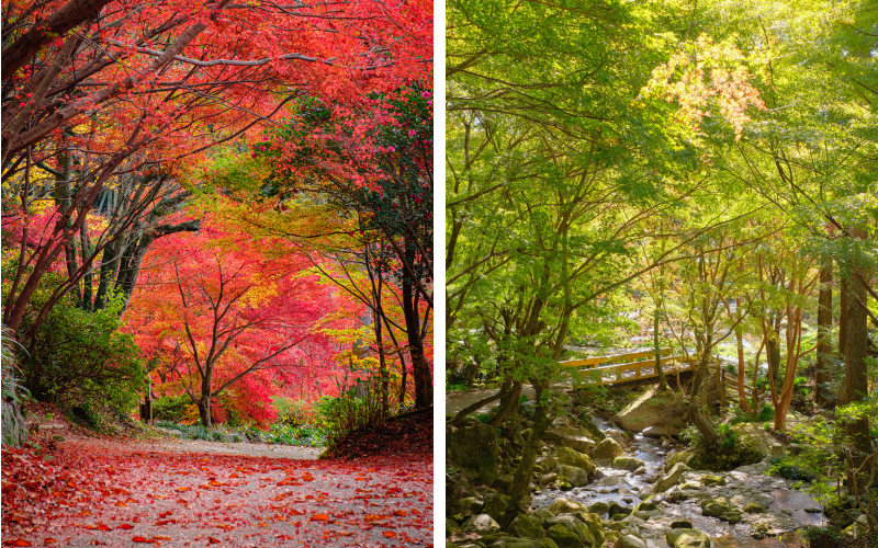 画像：環境芸術の森