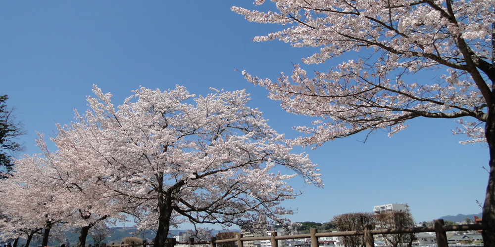 人吉城跡桜