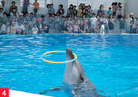 水族館海きららイルカショー