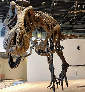 ティラノサウルスの全身骨格レプリカ