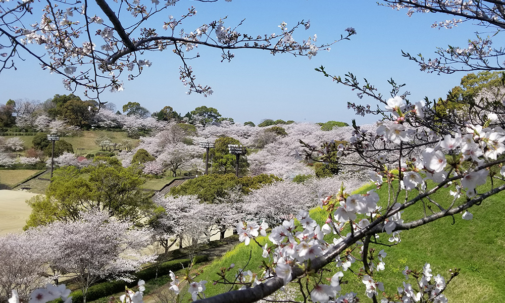 菊池公園の桜