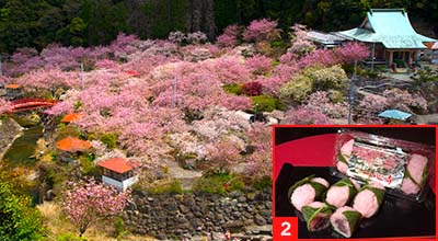 大分県大分市 一心寺の桜