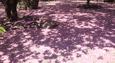 大分県大分市 一心寺の桜