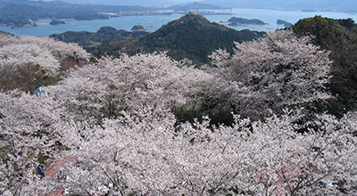 長崎県松浦市 大山公園の桜