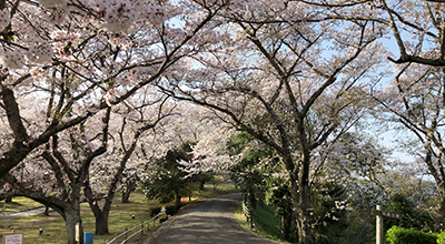 長崎県松浦市 大山公園の桜