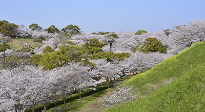 熊本県菊池市 菊池公園の桜