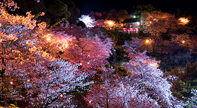 熊本県菊池市 菊池公園の桜