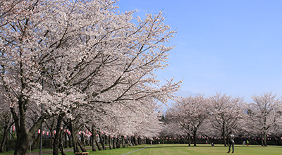 鹿児島県伊佐市 忠元公園の桜