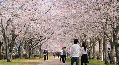 鹿児島県伊佐市 忠元公園の桜