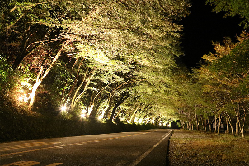 画像：耶馬渓紅葉ライトアップ