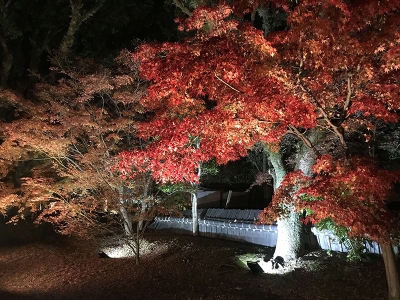 画像：旧細川刑部邸紅葉ライトアップ