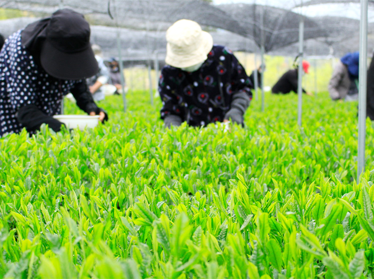画像:八女中央大茶園