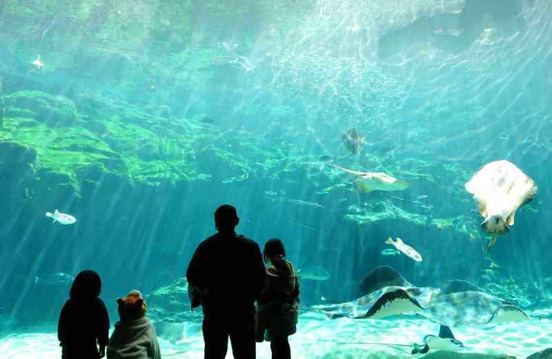 画像:九十九島水族館海きらら