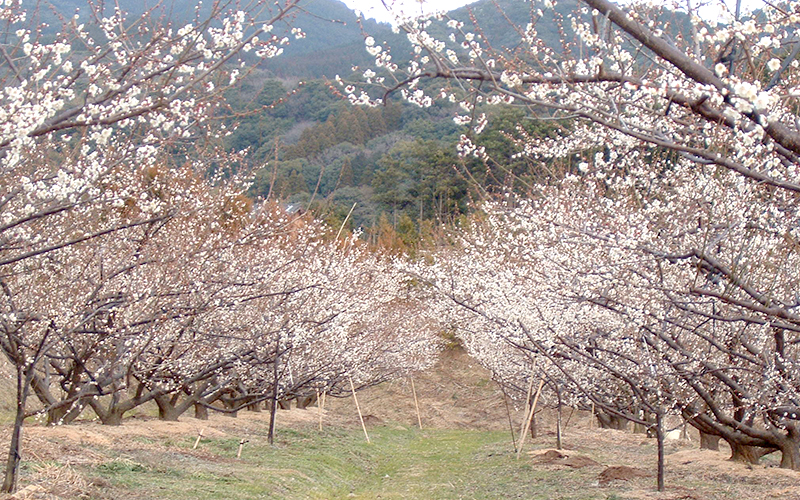 画像:伊万里梅園藤ノ尾