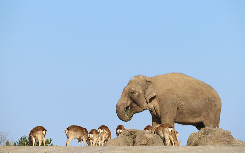 画像：九州自然動物公園 アフリカンサファリ