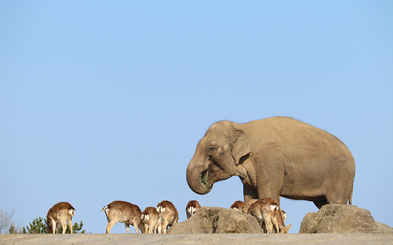 画像:九州自然動物公園 アフリカンサファリ