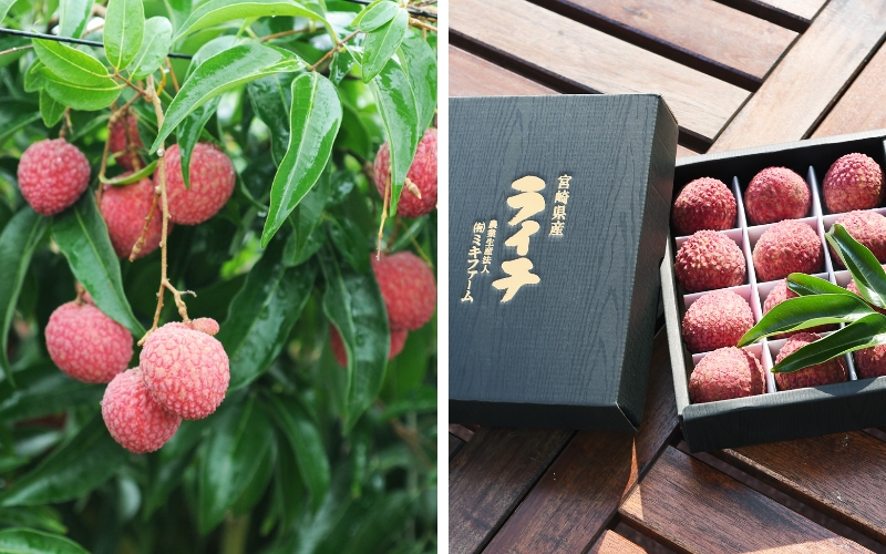 画像:MiKiFARM café GARDEN