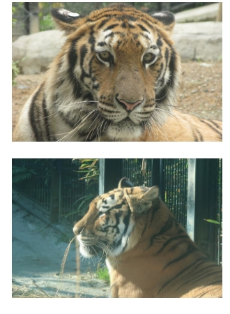 「平川動物公園」のベンガルトラ